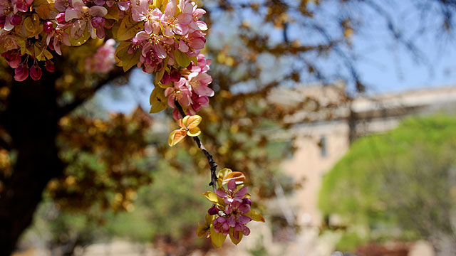 Tree Blossoming in front of Old Main